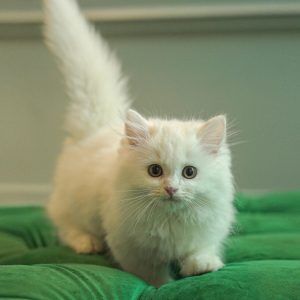 Persian Cat
