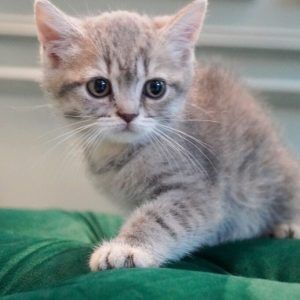 British Shorthair