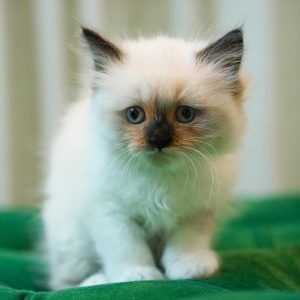 Luna – Himalayan