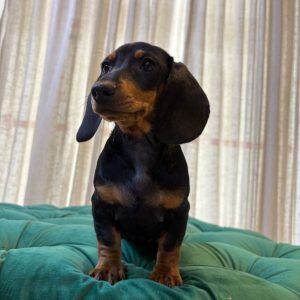 Fred – Dachshund