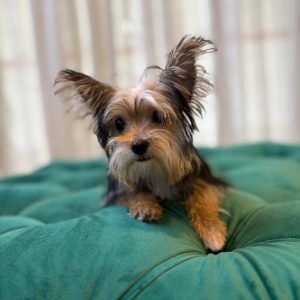 Teacup Yorkshire Terrier