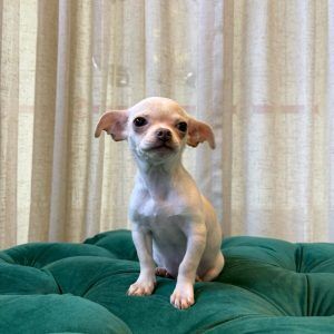 Max – Chihuahua
