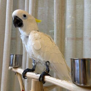 Angel – Cockatoo