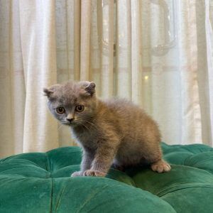Oliver – Scottish Fold