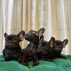 French Bulldog Puppies