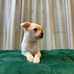 Willow – White Chihuahua