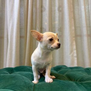 Milo – Cream Chihuahua
