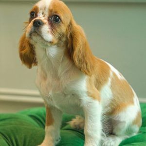 Codi – King Charles Cavalier
