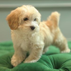 Ares – Maltipoo