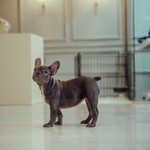 French Bulldog Male