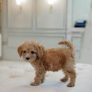 Toy Poodle Female