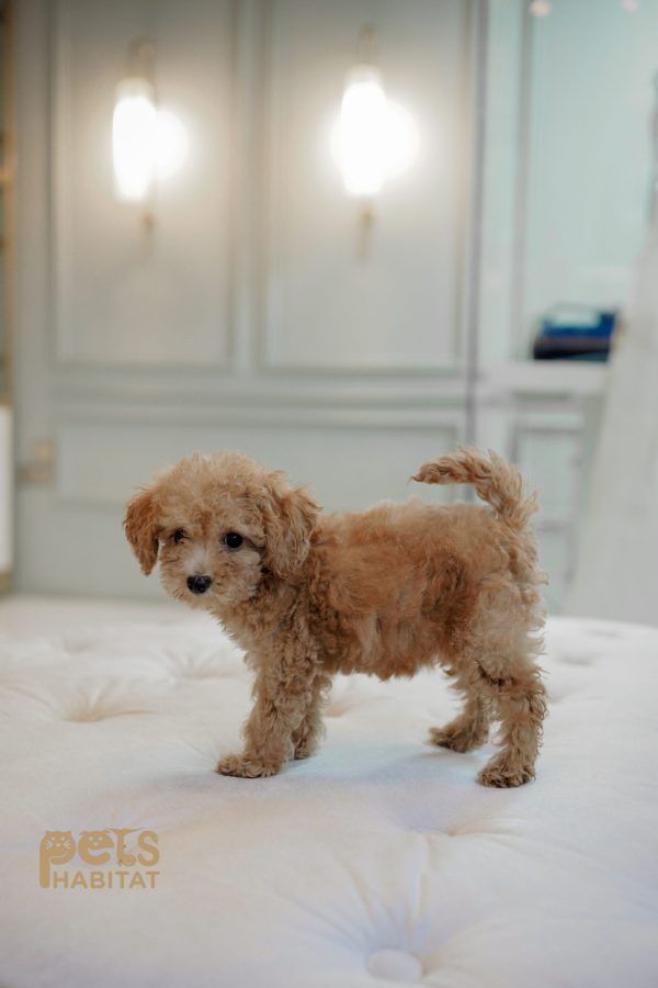 Toy Poodle Female