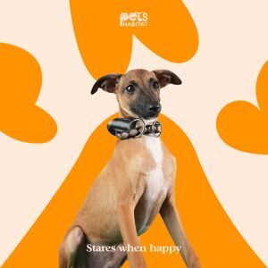 Zara – Italian Greyhound