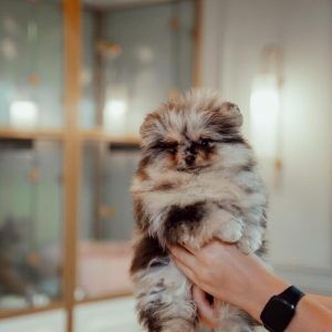 Tcup Pomeranian Female