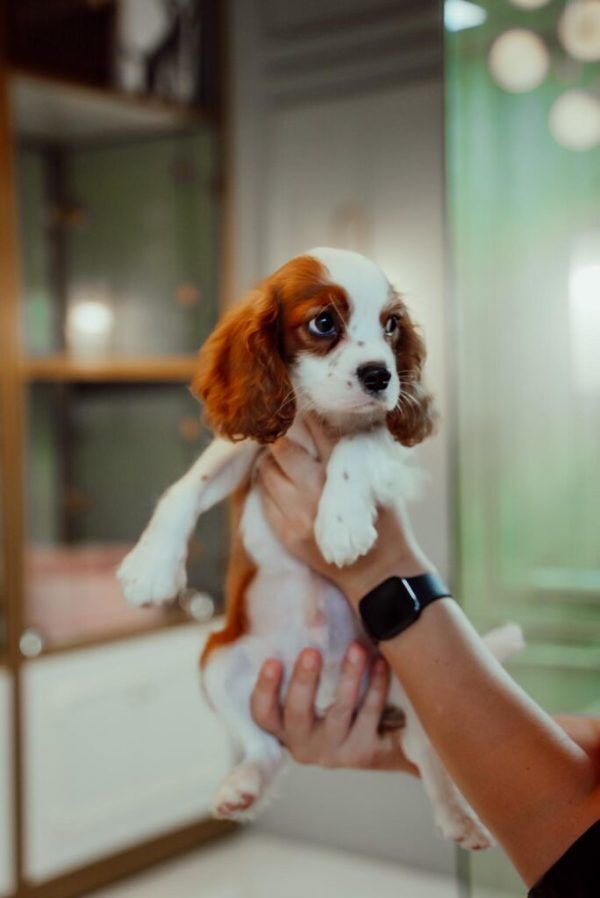 King Charles Cavalier
