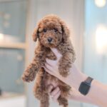 Tcup Pomeranian Orange Female