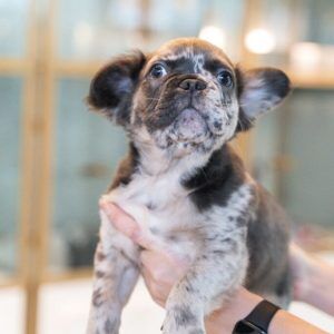 French Bulldog Merle Male