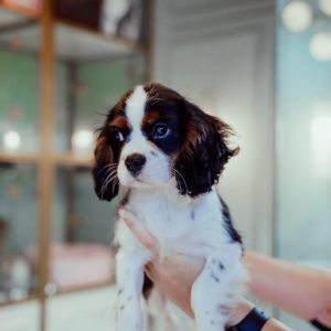 Tricolor Cavalier King Charles