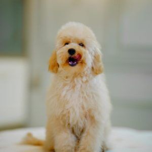 Maltipoo Puppy