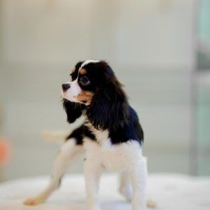 Male Tricolor King Charles Cavalier