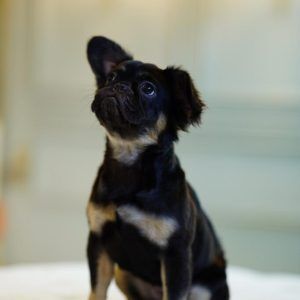 Black Tan Long-Haired Female Frenchie
