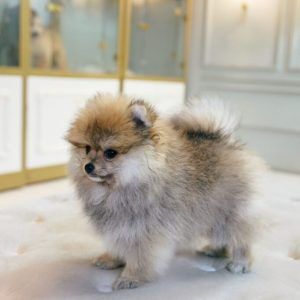 Tcup Pomeranian Male