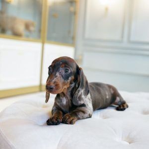 Female Dachshund Merle