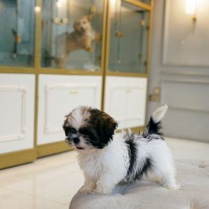 Shih Tzu Male