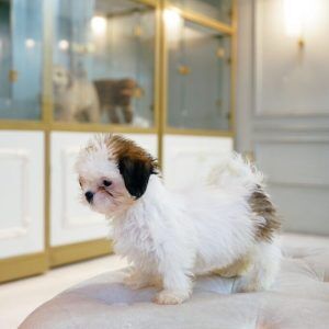 Shih Tzu Female