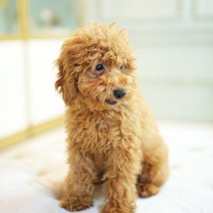 Golden Toy Poodle