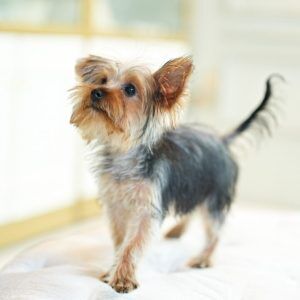 Yorkshire Terrier Puppy
