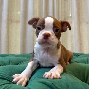 Argo – Boston Terrier