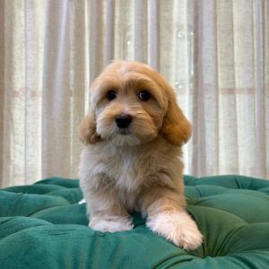 Donut – Maltipoo