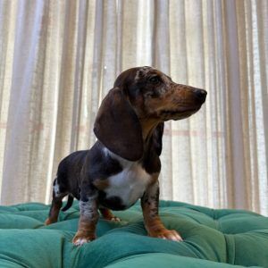 Faya – Dachshund