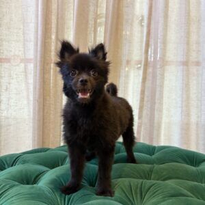 Rosie (Pomeranian )