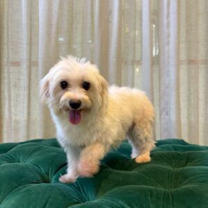 Coco (Maltese)