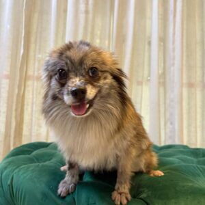 Ruby (Pomeranian)