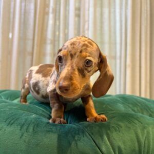 Stella - Dachshund - Image 4