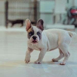French Bulldog Male Puppy
