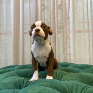 B1 - Boston Terrier