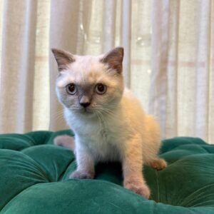 Cleo - British Shorthair