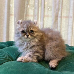 Loki - American Curl