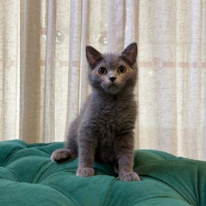 Felix - British Shorthair