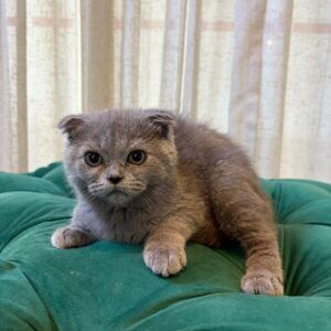 Gizmo - Scottish Fold
