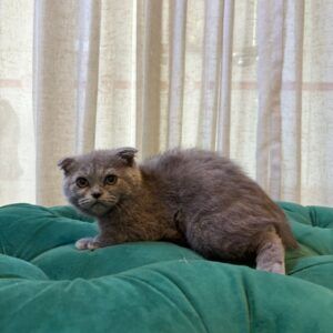 Gizmo - Scottish Fold - Image 5