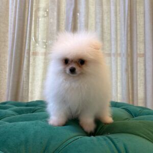 Snowy - White Pomeranian - Image 2