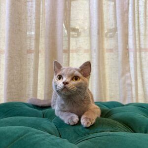 Toby - British Shorthair