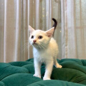 Jett - Ragdoll