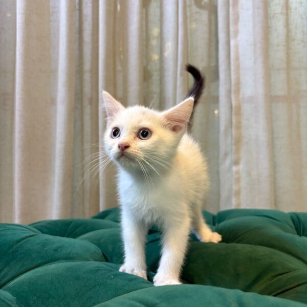 Jett - Ragdoll