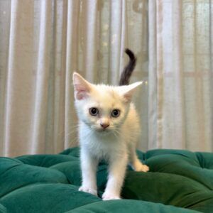 Jett - Ragdoll - Image 5